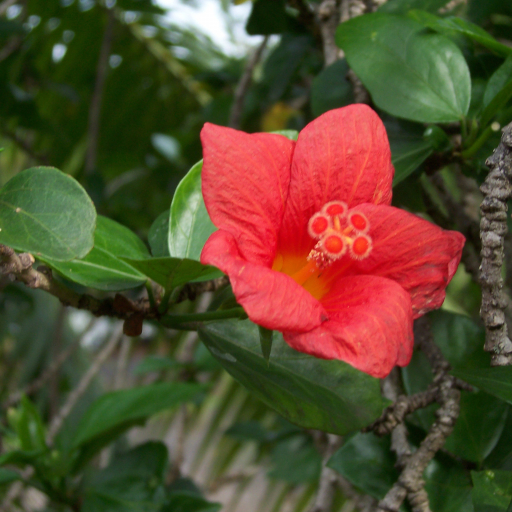 Hibiscus Boryanus