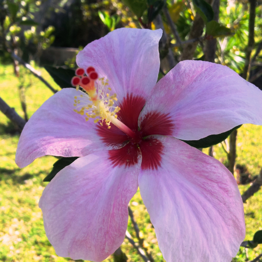 Hibiscus Genevii