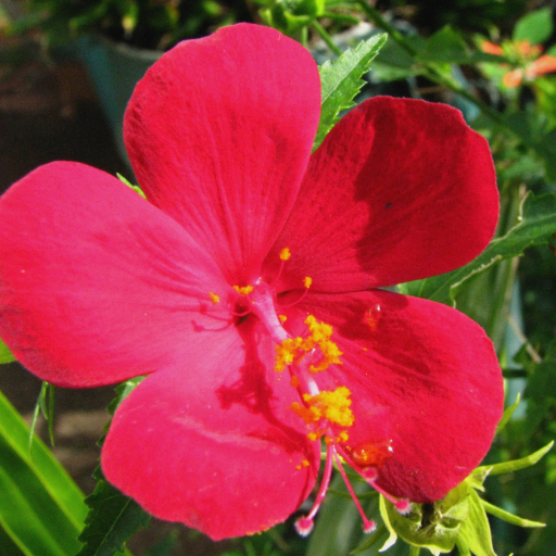 Hibiscus Phoeniceus