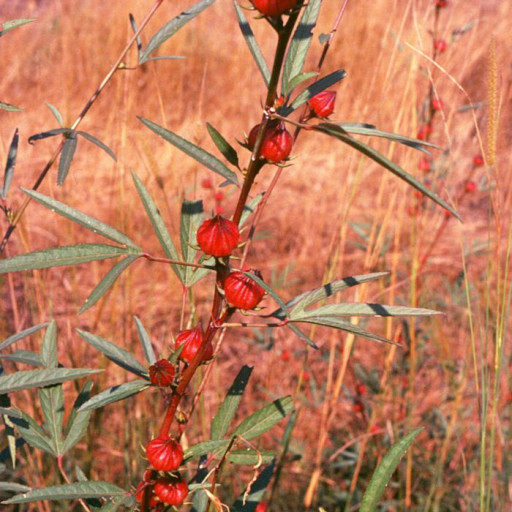 Hibiscus Sabdariffa