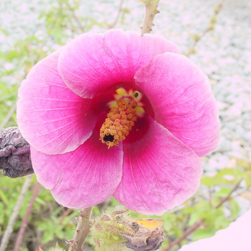 Hibiscus Striatus