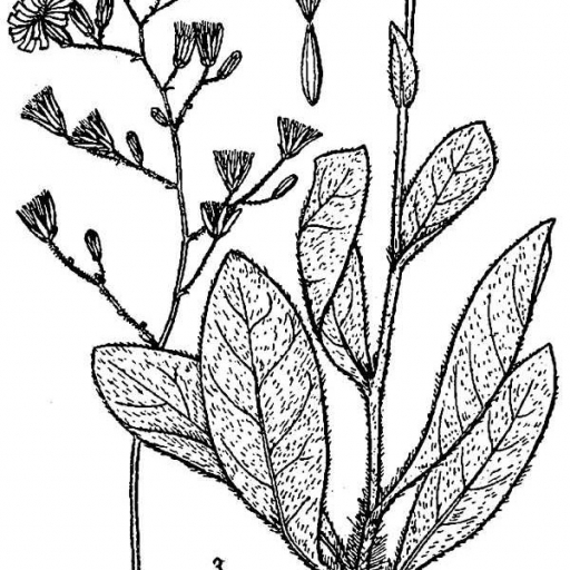 Hieracium Gronovii