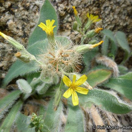 Hieracium Horridum