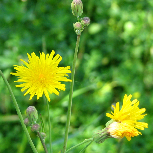Hieracium Umbellatum