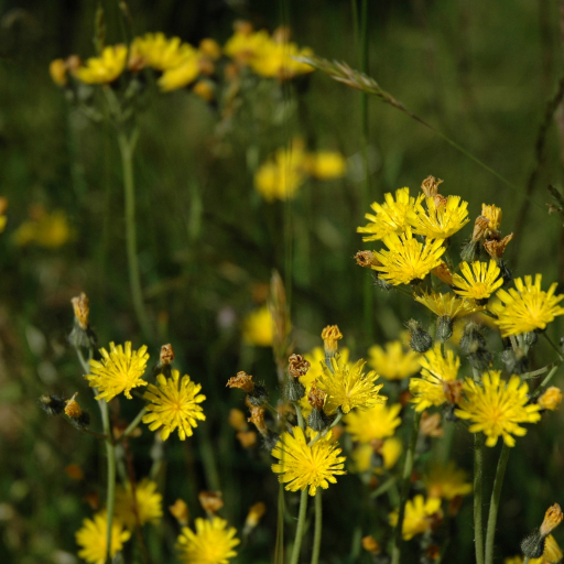 Hieracium