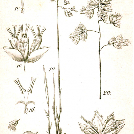 Hierochloe Australis