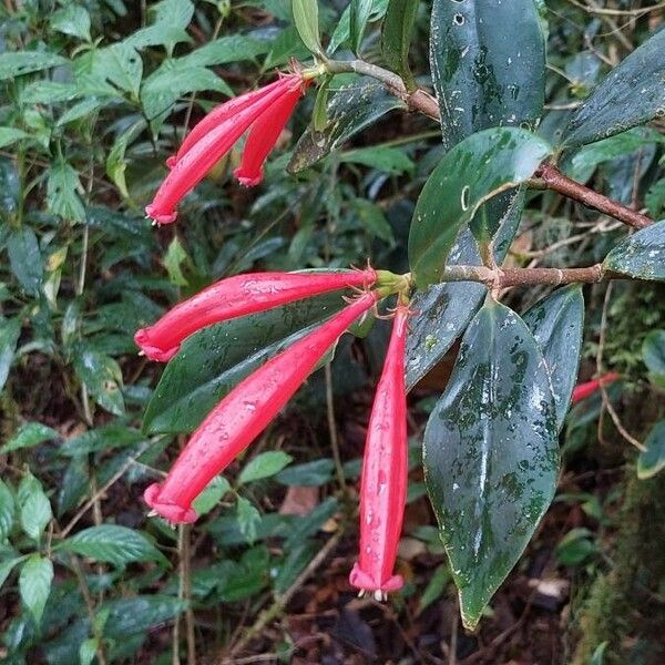 Hillia Triflora Care Guide: Water, Soil & Propagation - Plantiary