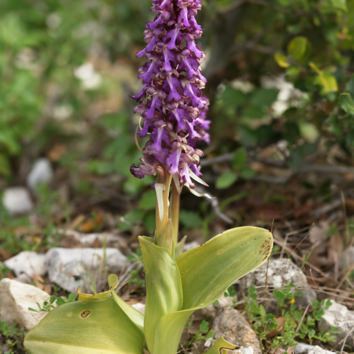 Himantoglossum Robertianum