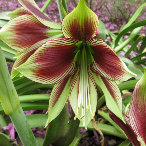 Hippeastrum Papilio