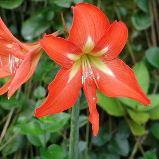Hippeastrum Reginae