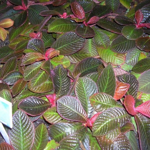 Hoffmannia Discolor