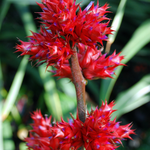 Hohenbergia Stellata