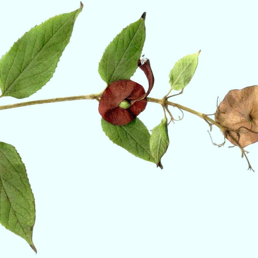 Holmskioldia Sanguinea