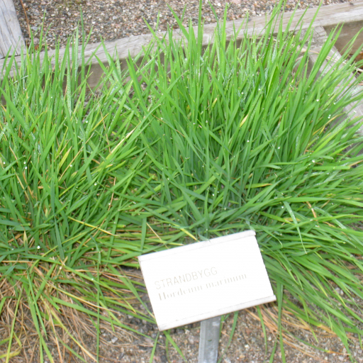 Hordeum Geniculatum