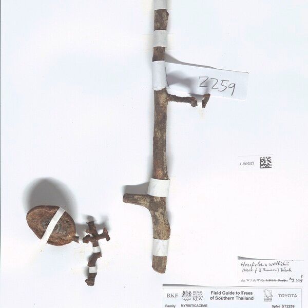 Horsfieldia Wallichii