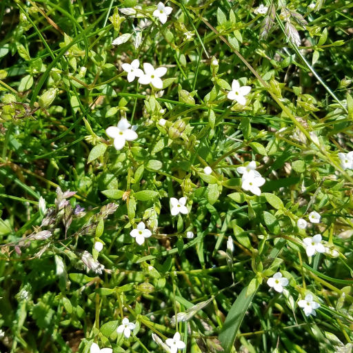 Houstonia Micrantha