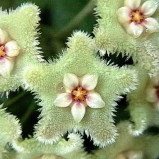 Hoya Serpens