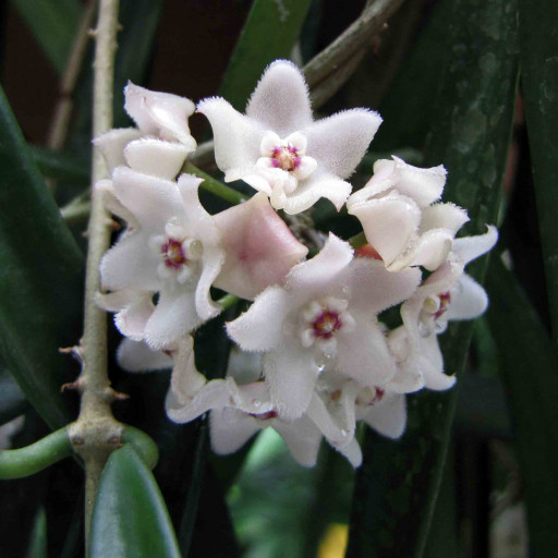Hoya Shepherdii