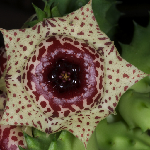Huernia Plowesii