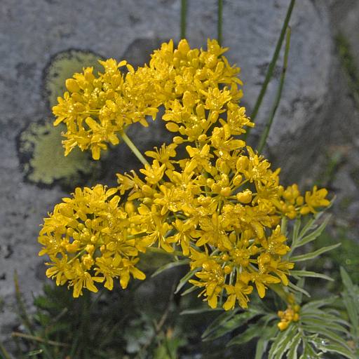 Hugueninia Tanacetifolia