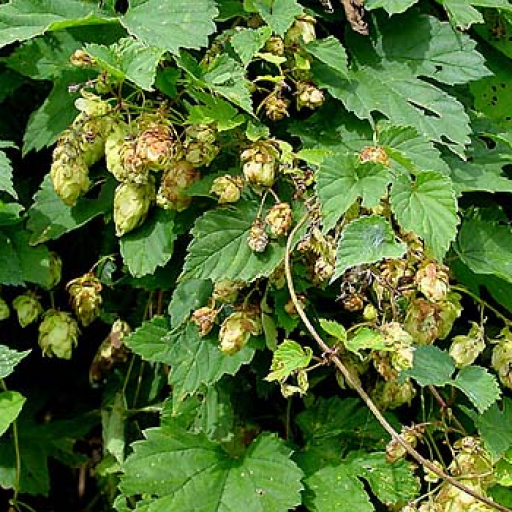 Hop (Humulus) Plant Care & How to Grow, Water