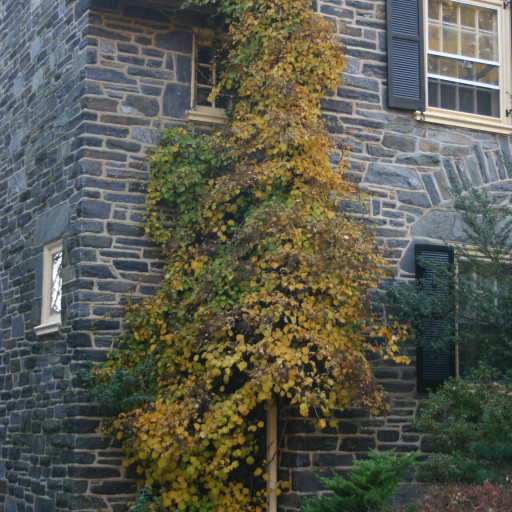 Hydrangea Anomala