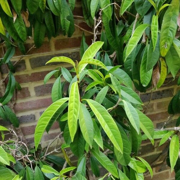 Hydrangea Viburnoides