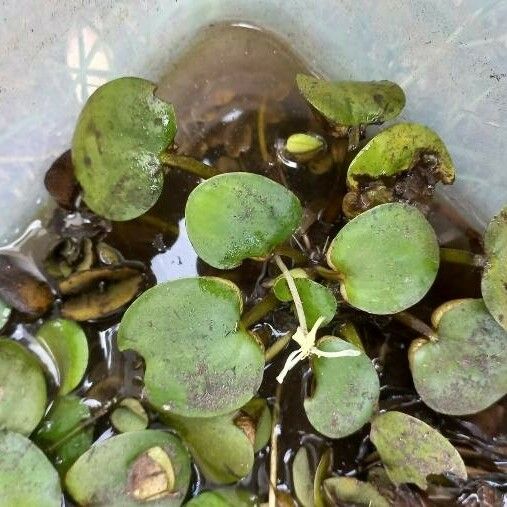 Hydrocharis Laevigata