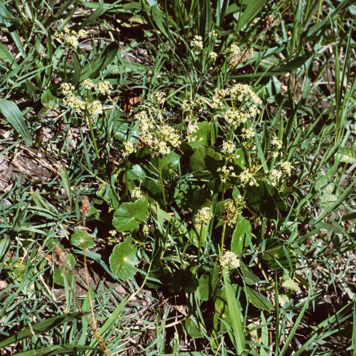 Hydrocotyle Bonariensis