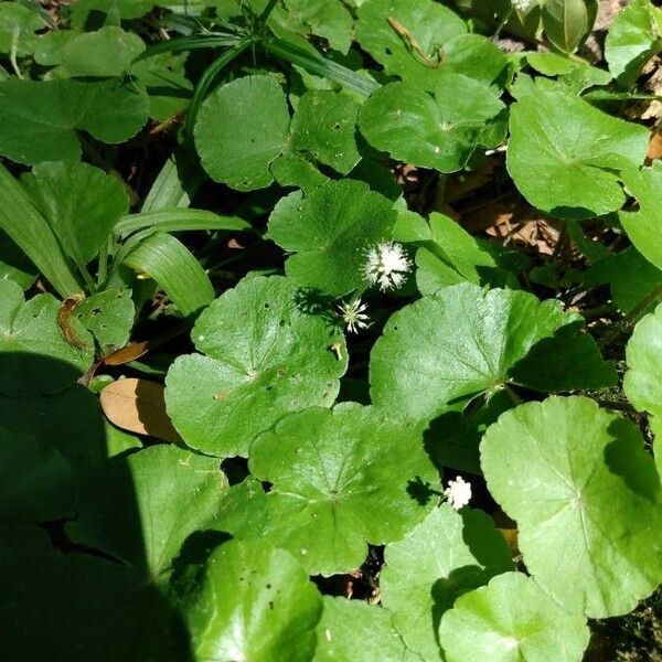 Hydrocotyle Leucocephala