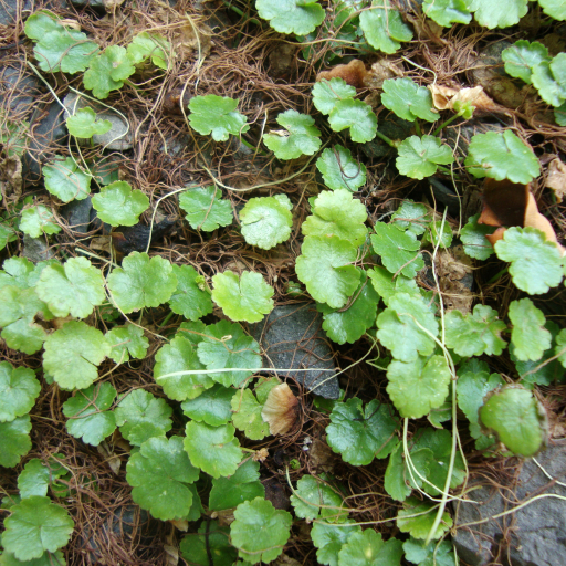 Hydrocotyle Sibthorpioides