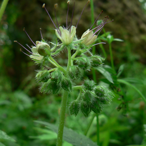 Hydrophyllum Tenuipes