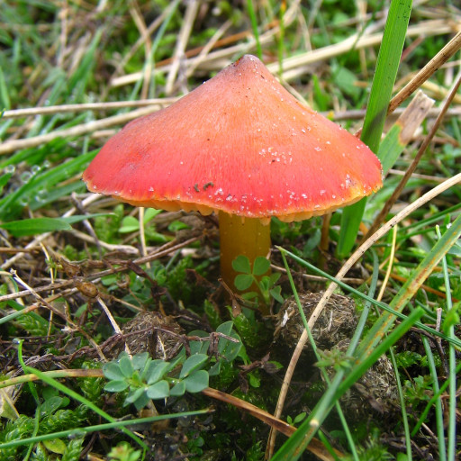 Hygrocybe Conica