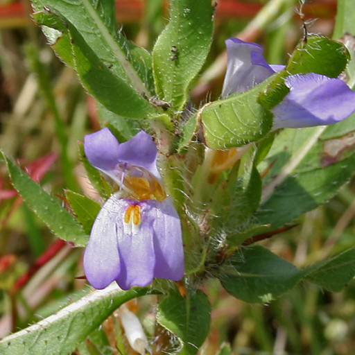 Hygrophila Auriculata