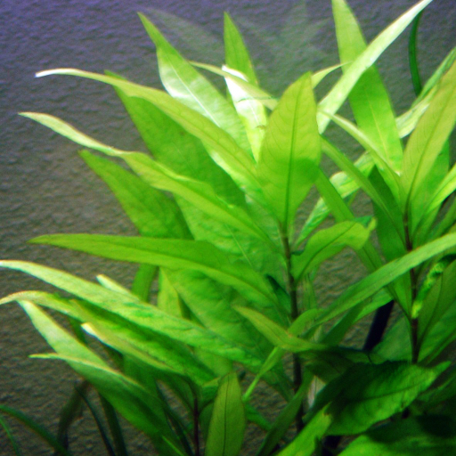 Hygrophila Corymbosa
