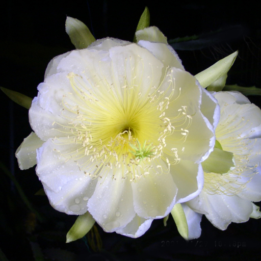 Hylocereus Megalanthus