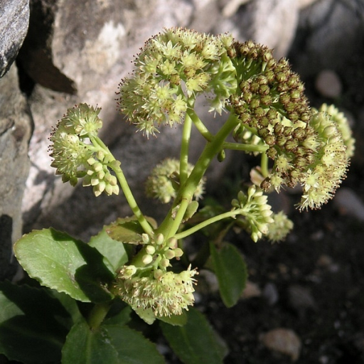 Hylotelephium Maximum