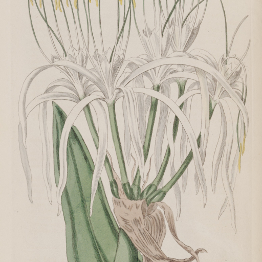 Hymenocallis Caribaea