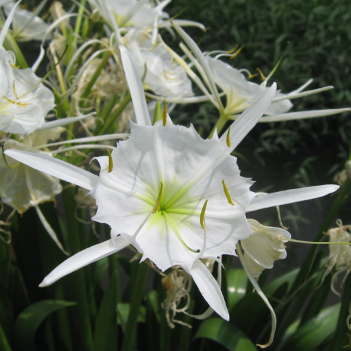 Hymenocallis Coronaria