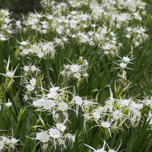 Hymenocallis Liriosme
