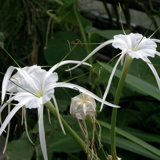Hymenocallis Littoralis