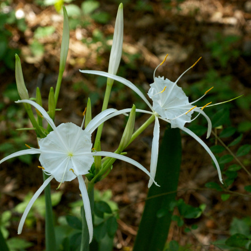 Hymenocallis Occidentalis