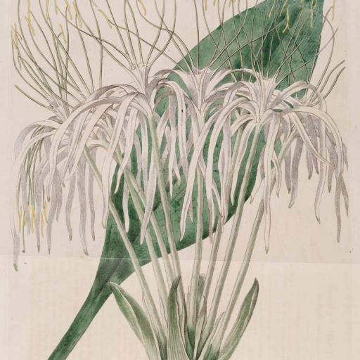 Hymenocallis Tubiflora