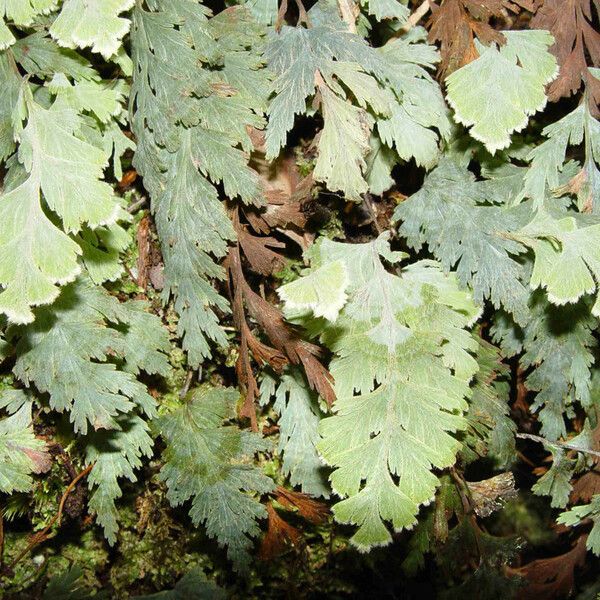 Hymenophyllum Pallidum