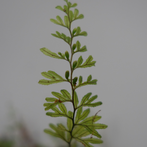 Hymenophyllum Peltatum