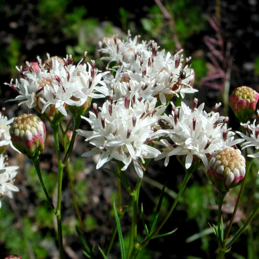 Hymenothrix Wrightii