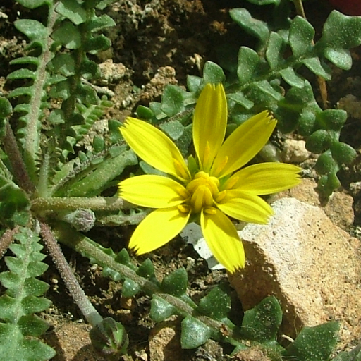 Perennial Hyoseris (Hyoseris Radiata) Plant Care & How to Grow, Water