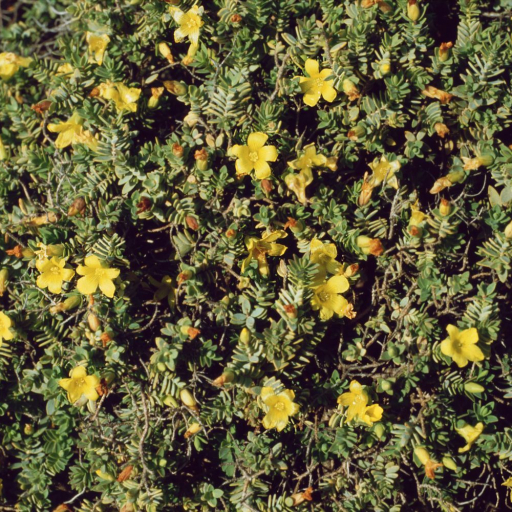 Hypericum Family Egyptian St John's Wort (Hypericum Aegypticum) Care Guide: Water, Soil ...