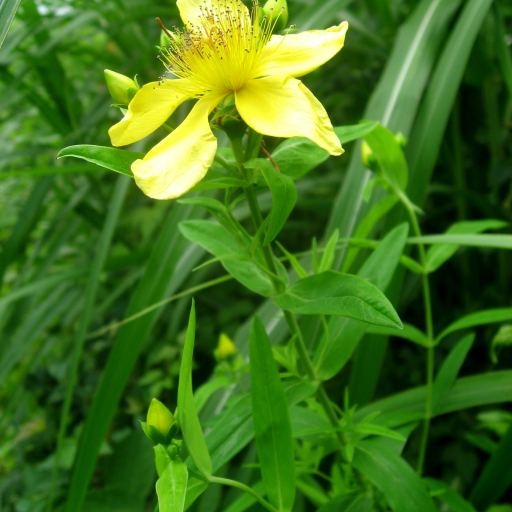 Hypericum Ascyron