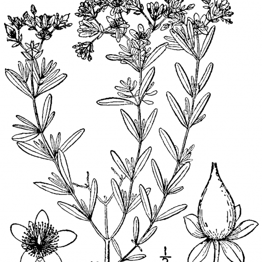 Hypericum Densiflorum